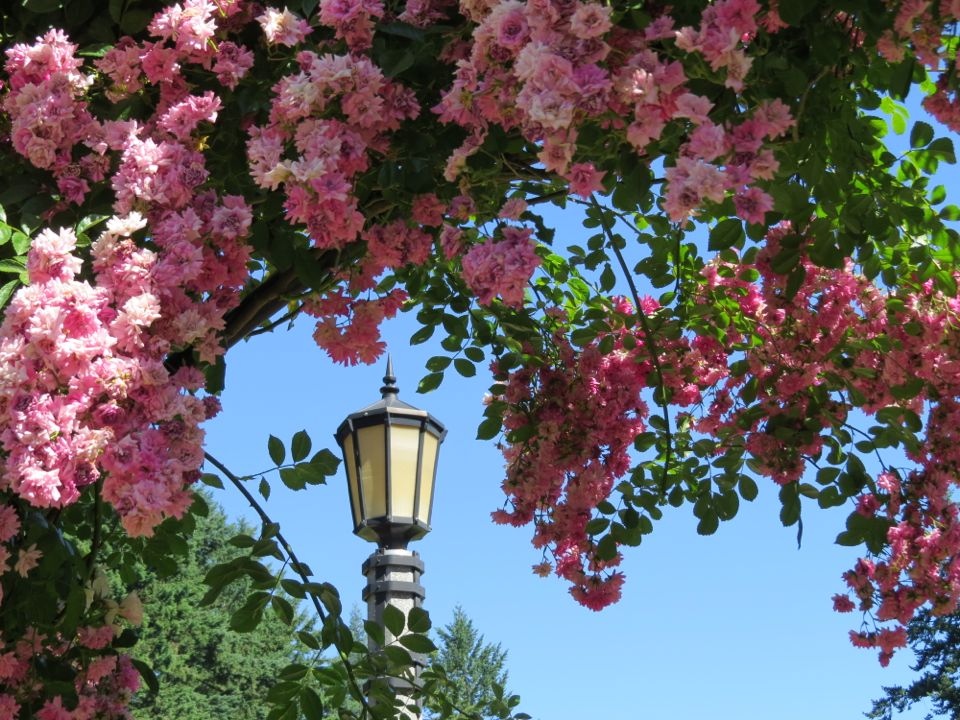The City Of Roses Portland, Oregon Raven and Chickadee