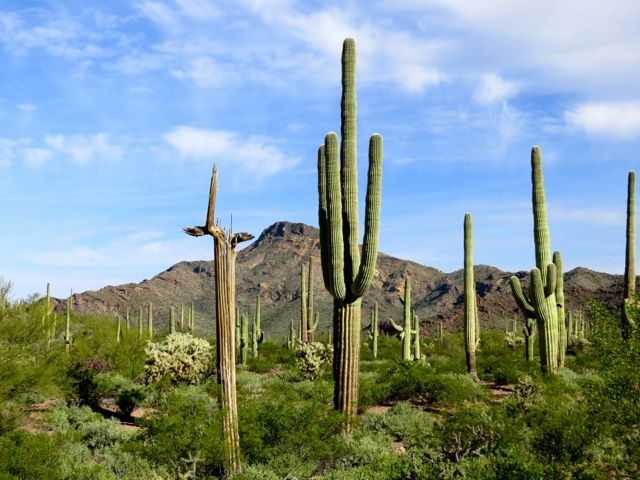 Raven & Chickadee | Organ Pipe Cactus National Monument