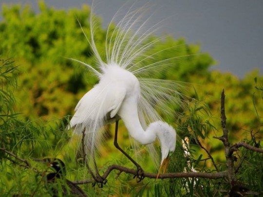 A Birder’s Paradise: High Island, TX | Raven and Chickadee