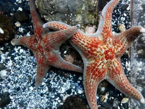 Leather Sea Stars
