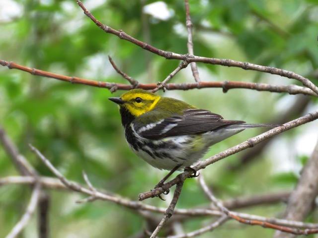 Raven & Chickadee | The Biggest Week In Birding: Maumee Bay, OH