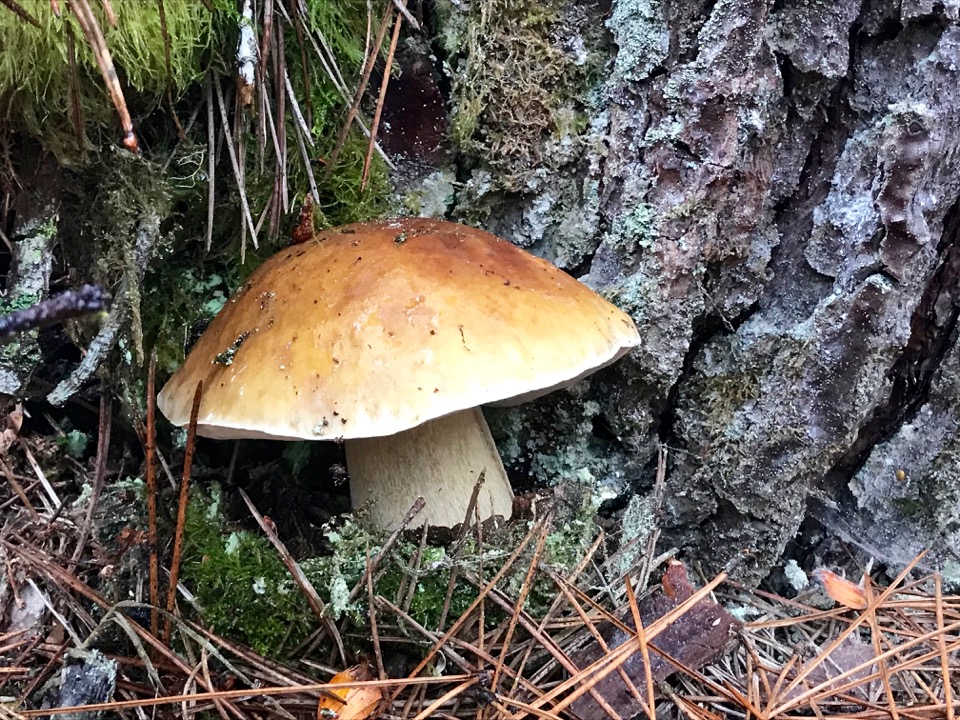 Raven & Chickadee Mushroom Hunting On The Oregon Coast